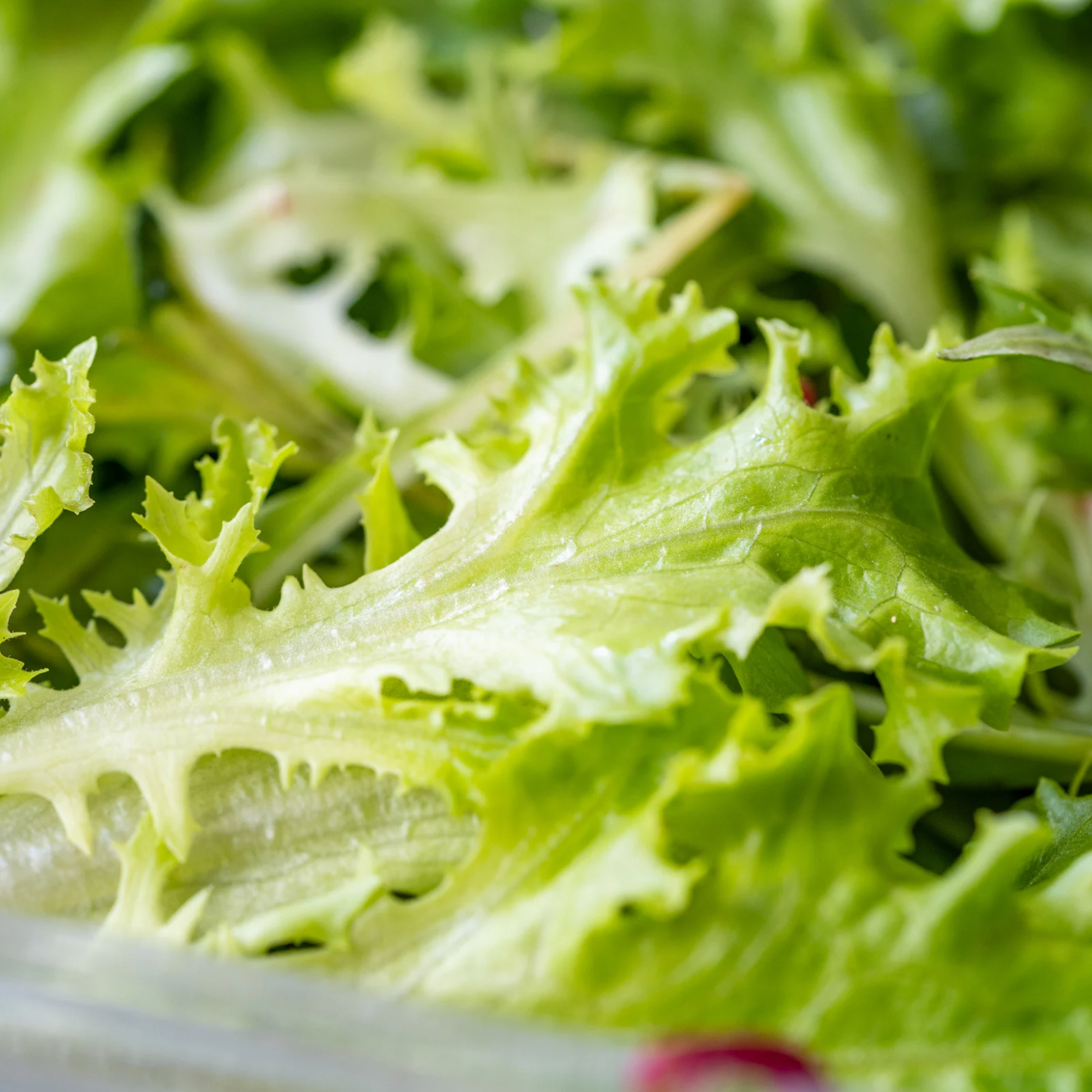 Salad Bowls